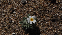 Eriophyllum wallacei rubellum