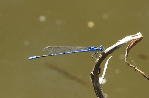 Claw-tipped Bluet photo 4