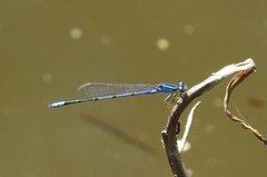 Enallagma semicirculare