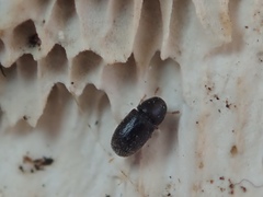 Sulcacis fronticornis