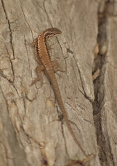 Liolaemus septentrionalis