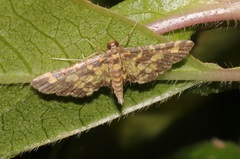 Eurrhyparodes tricoloralis