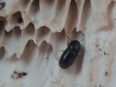 Sulcacis fronticornis