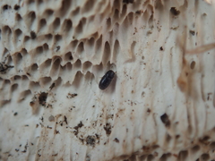 Sulcacis fronticornis