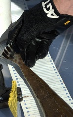 Platycephalus caeruleopunctatus