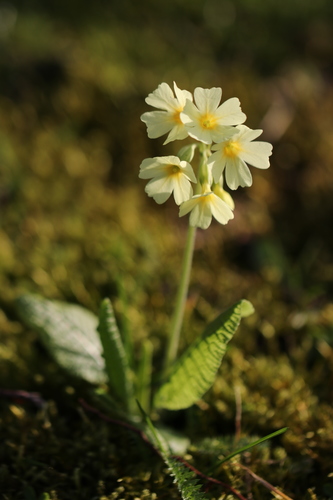 Oxlip