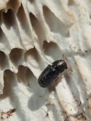 Sulcacis fronticornis