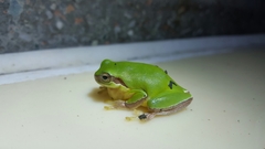 Hyla chinensis