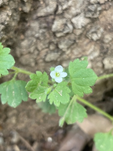 Pale Speedwell