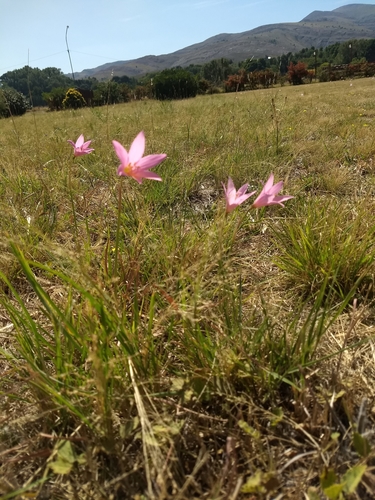 Image of Zephyranthes gracilifolia by (c) Mauro Fossati, some rights reserved (CC BY)