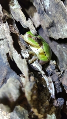 Hyla chinensis