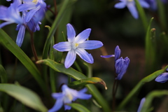 Scilla luciliae