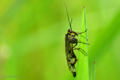 Panorpa meridionalis