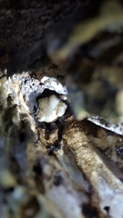 Polypedates megacephalus