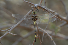 Phyllomacromia contumax