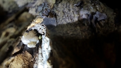 Hyla chinensis