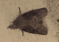 Gadirtha impingens