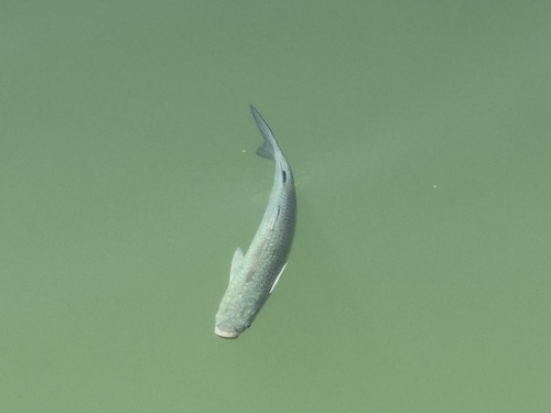 Chelon labrosus