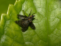 Platystoma
