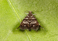 Brenthia monolychna