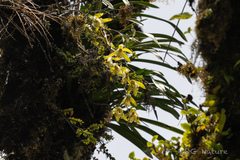Cymbidium hookerianum, photograph (c) Wang.QG, some rights reserved (CC BY)