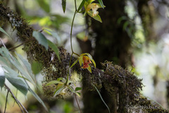 Winter Orchid (Cymbidium hookerianum)