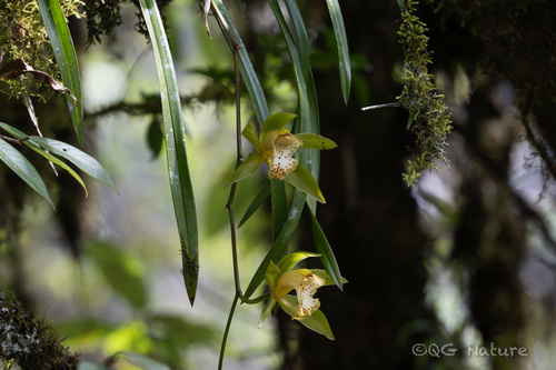 Cymbidium hookerianum, photograph 1