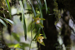 Cymbidium hookerianum, photograph (c) Wang.QG, some rights reserved (CC BY)
