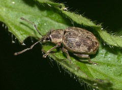 Peritelus sphaeroides