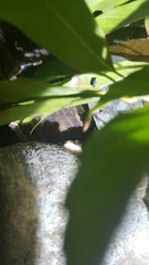 Polypedates megacephalus