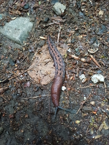 Limax dacampi
