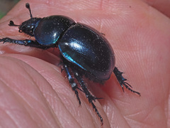 Trypocopris vernalis