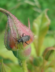 Closterotomus biclavatus