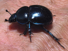 Trypocopris vernalis