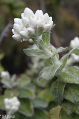 Helichrysum fruticans