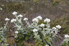 Helichrysum fruticans