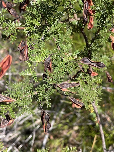 Acacia mitchellii, photograph 4