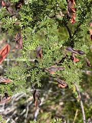(c) Samuel Frankel, some rights reserved (CC BY) Acacia mitchellii, photograph (c) Samuel Frankel, some rights reserved (CC BY)