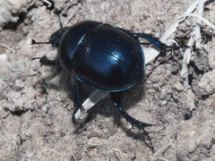 Trypocopris vernalis