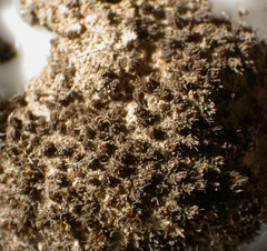 Syntrichia caninervis