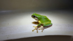 Hyla chinensis