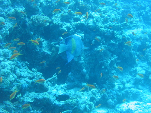 Halfmoon Angelfish — seen at this dive site