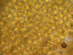 Syntrichia caninervis