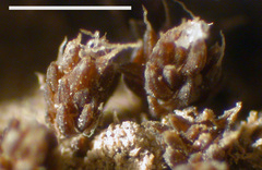 Syntrichia caninervis