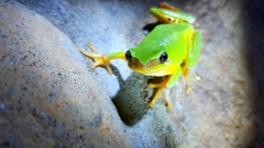 Hyla chinensis