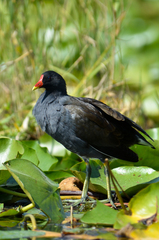 Gallinula chloropus