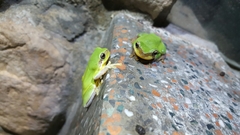 Hyla chinensis