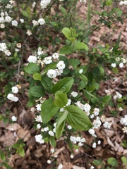 Spiraea prunifolia