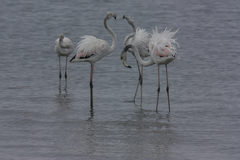 Phoenicopterus roseus