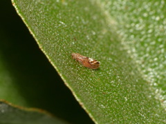 Cacopsylla fulguralis